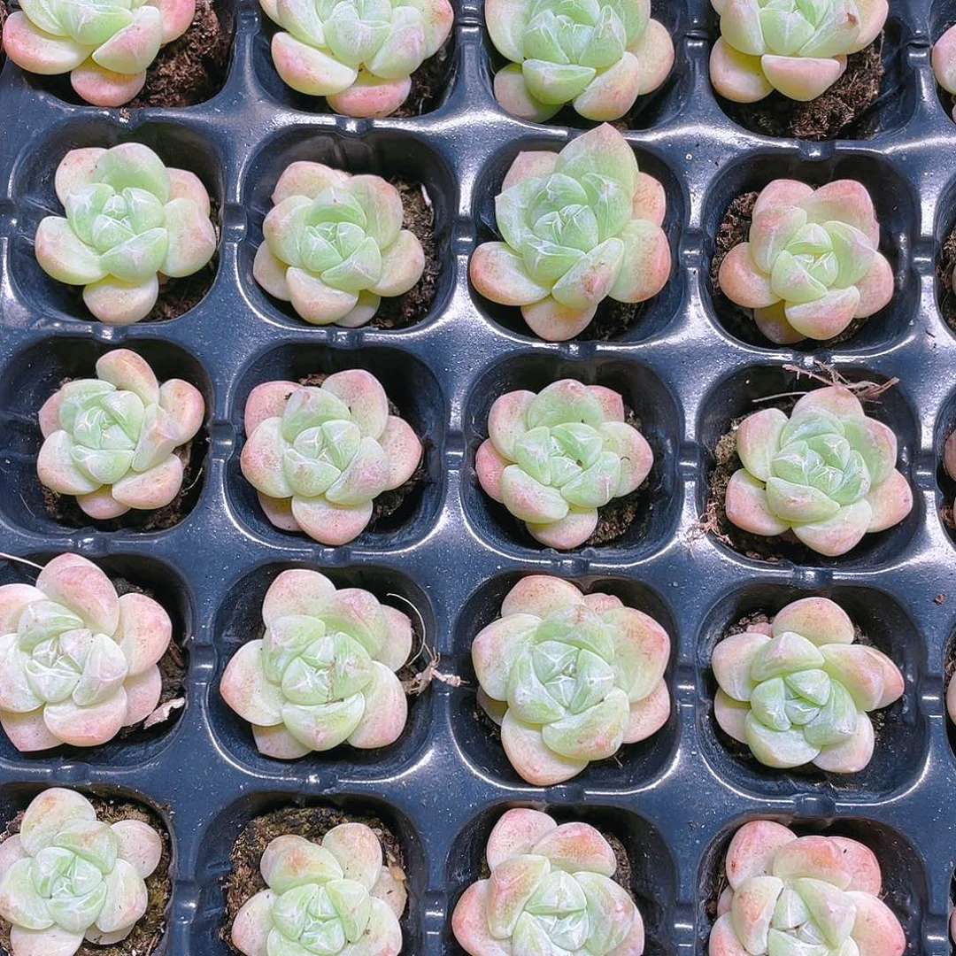 白体冰玉穴满25包邮，