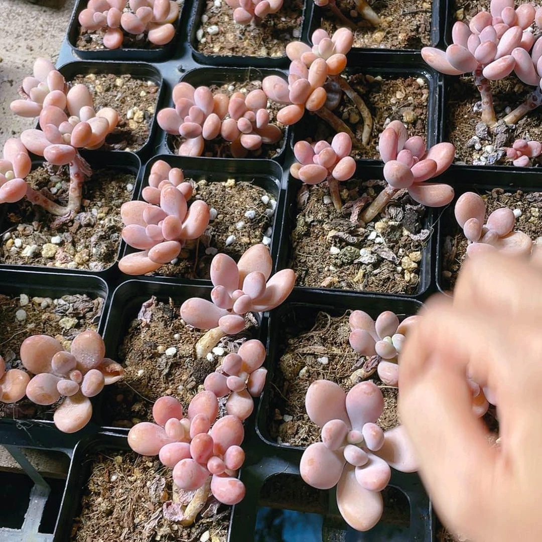 腰子蛋盆满25包邮