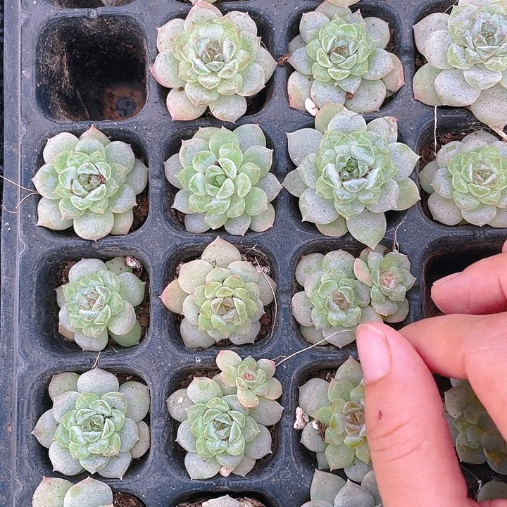 菩提子穴满25包邮