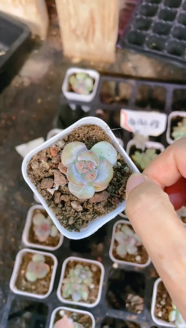 【闪购商品】肥星影 5.5盆