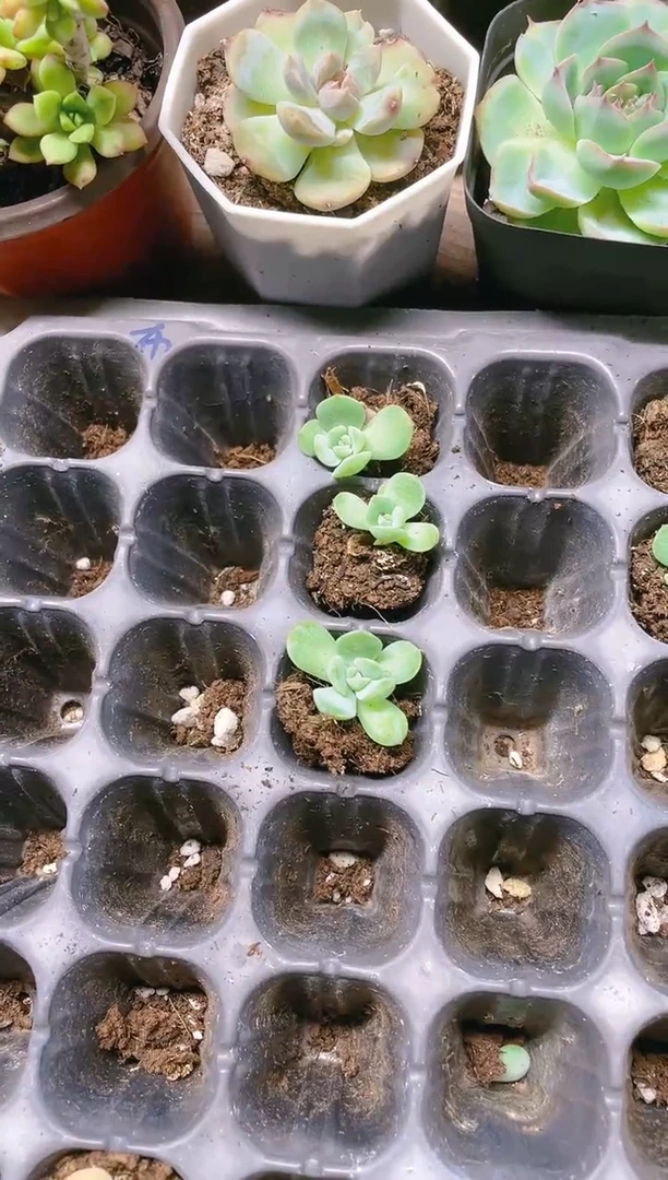【闪购商品】布娃娃 小苗