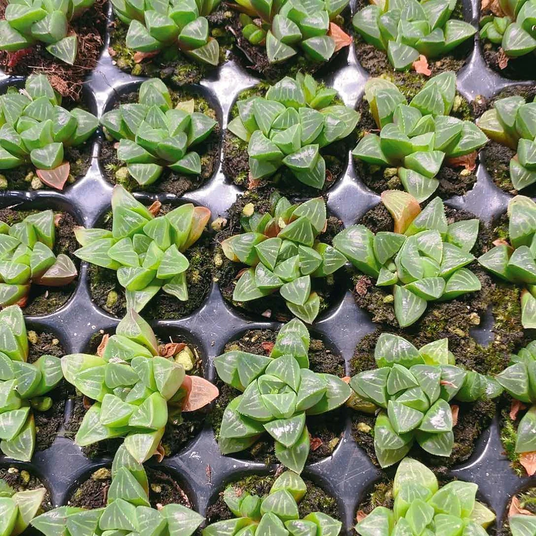 姬寿穴满25包邮，