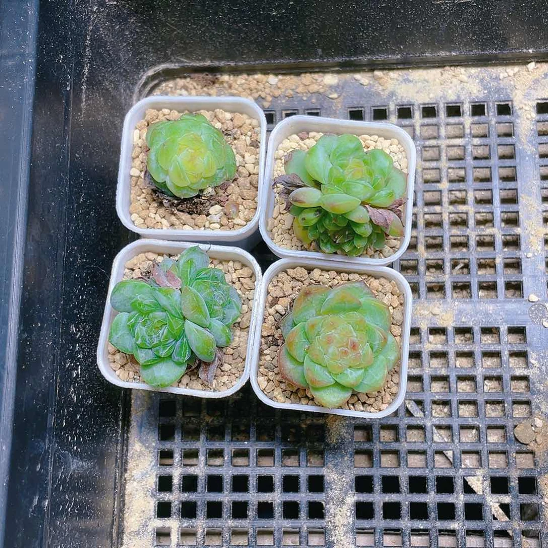 绿透体落花盆满25包邮，