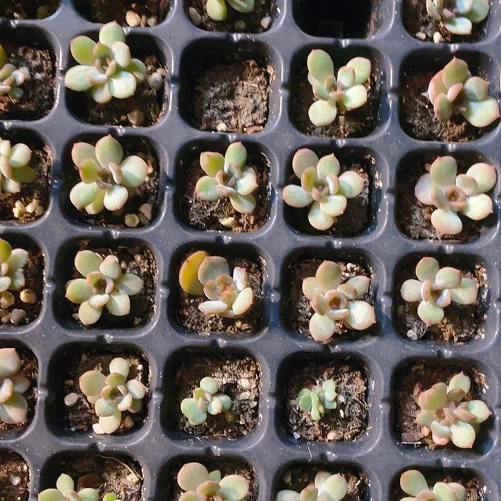 红色恋人小苗穴满25包邮，，，