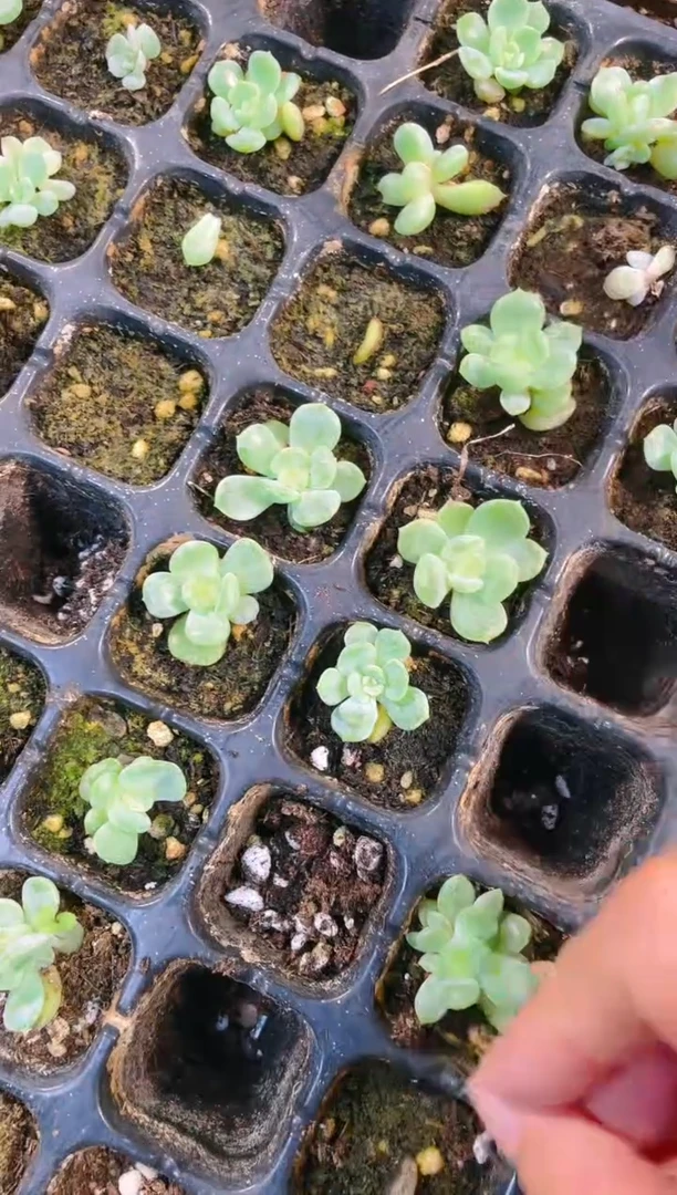 【闪购商品】白色恋人 小苗 2颗