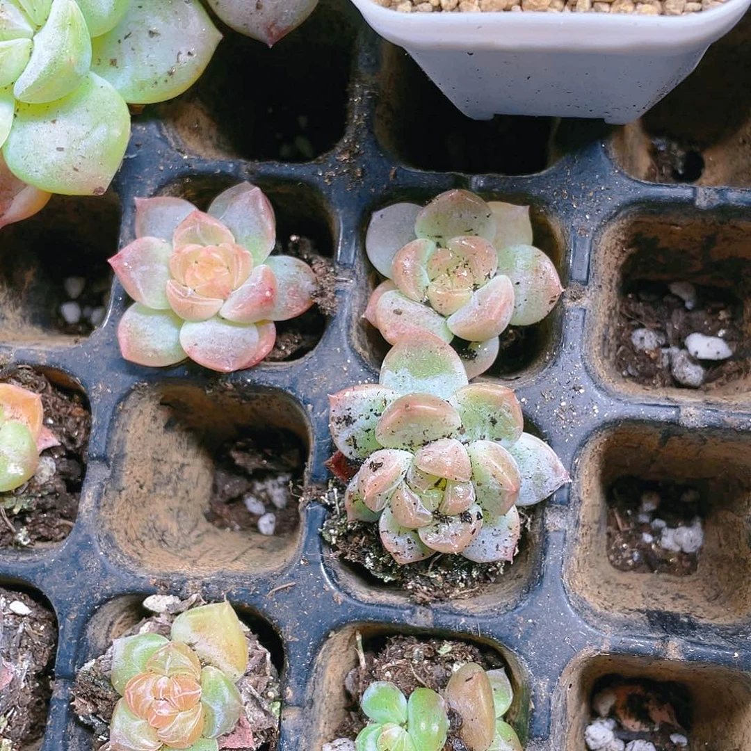 暗纹琥珀穴满25包邮，