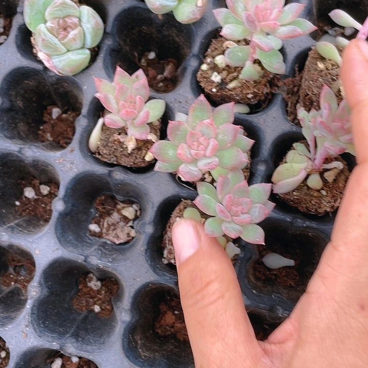 豆蒄穴满25包邮，