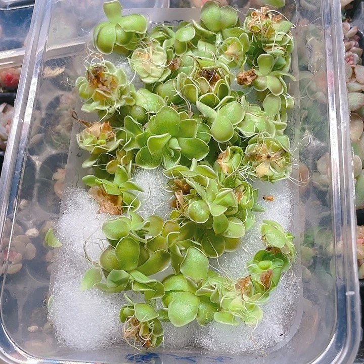 爱丝石灰岩补虫满25包邮