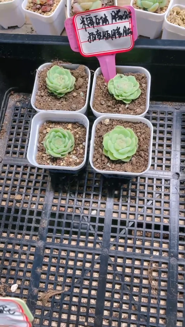 【闪购商品】拍卖版 朦胧 5.5盆