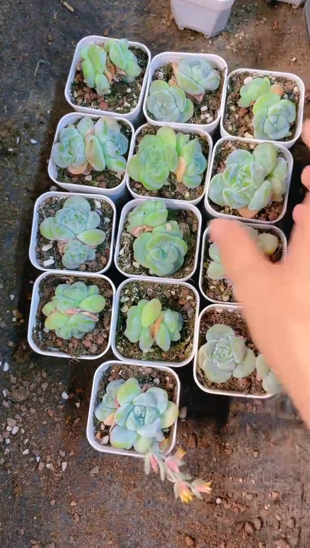 【闪购商品】紫心冰玉 5.5盆