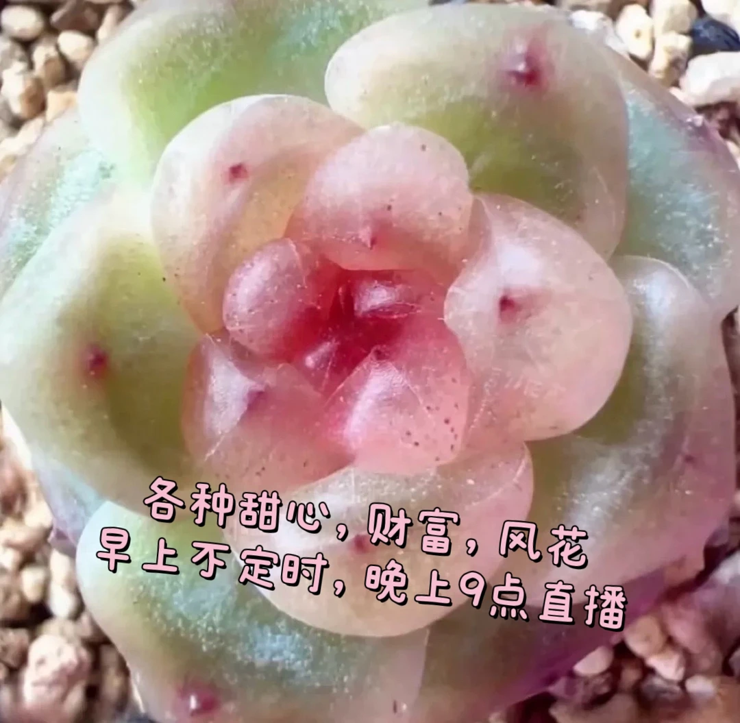 秃子甜心多肉小小苗（冠幅以直播间为准）满25包邮发货