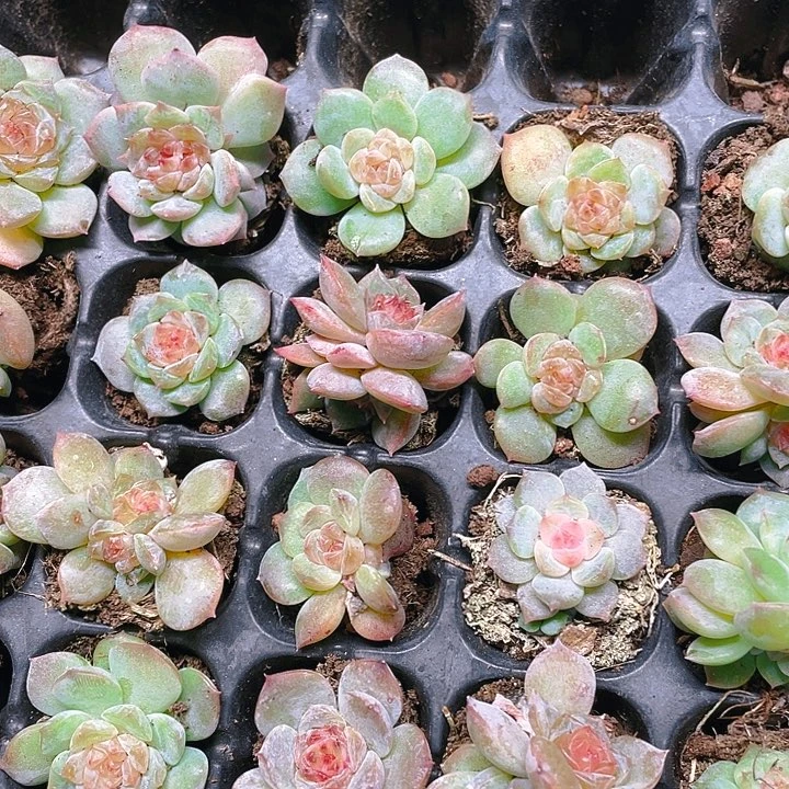 霓虹穴满25包邮，