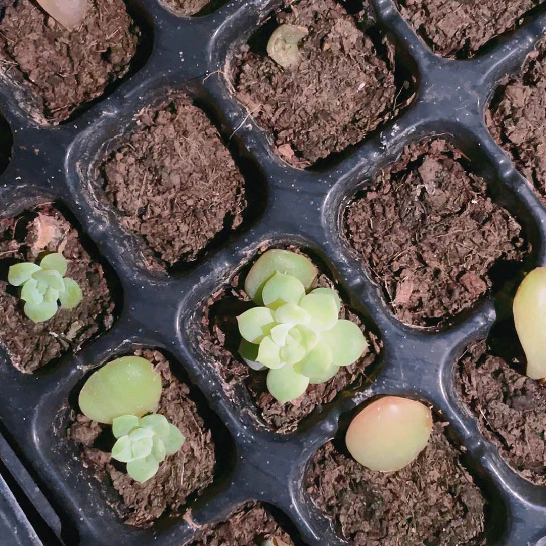 谷雨穴满25包邮，