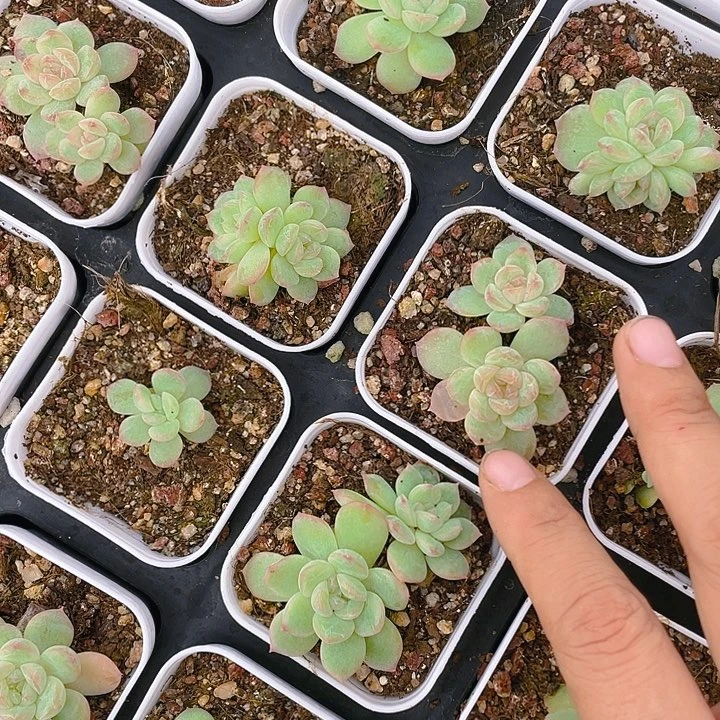 梦境盆满25包邮，