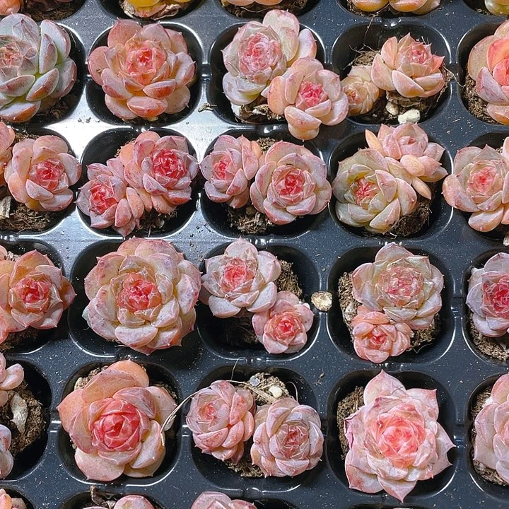 落花穴一个满25包邮，