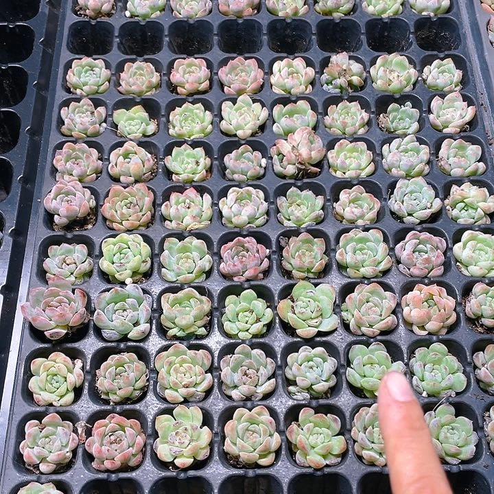 1️⃣堆白汽水穴满25包邮，