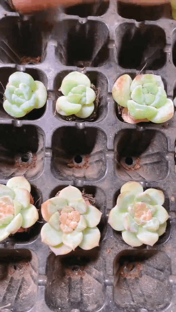 【闪购商品】草莓果酱 穴