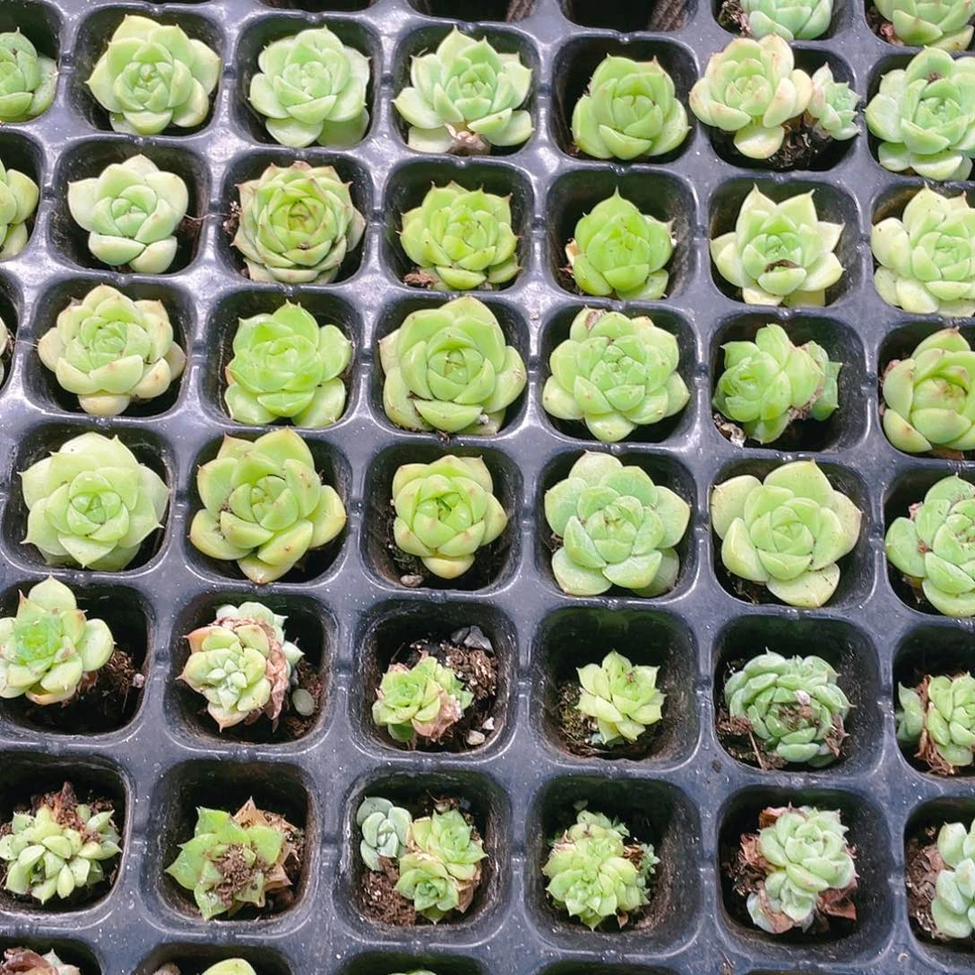 绿透麦杆穴满25包邮，