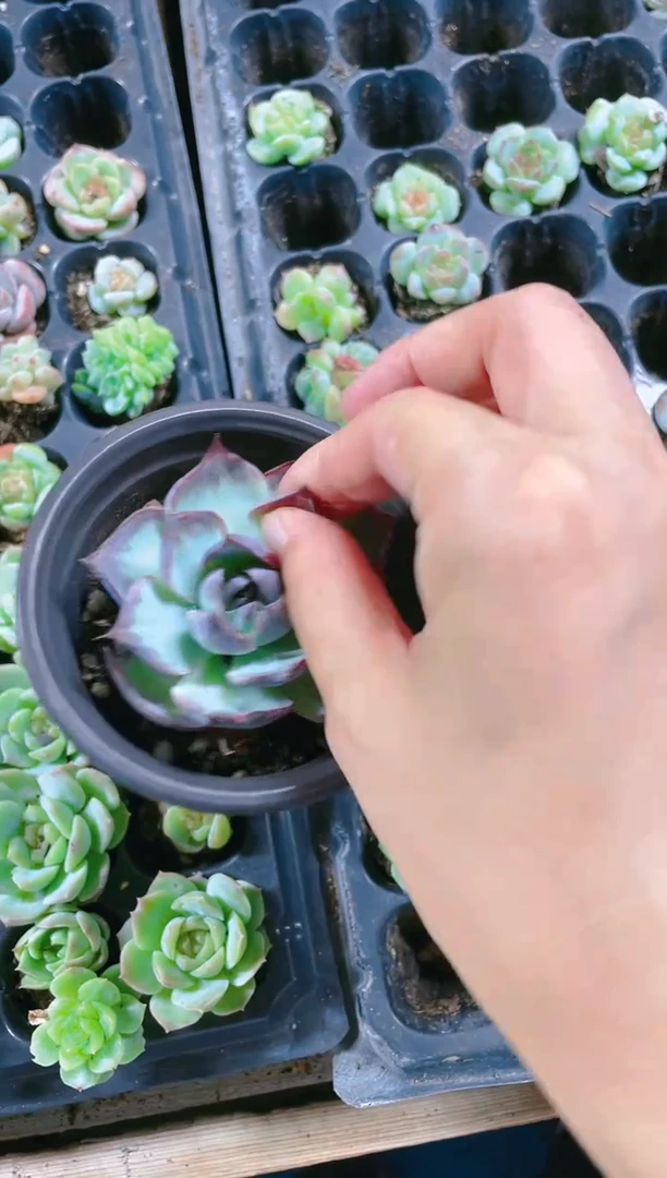 【闪购商品】拉丝锦 惊鸿仙子 6.5盆