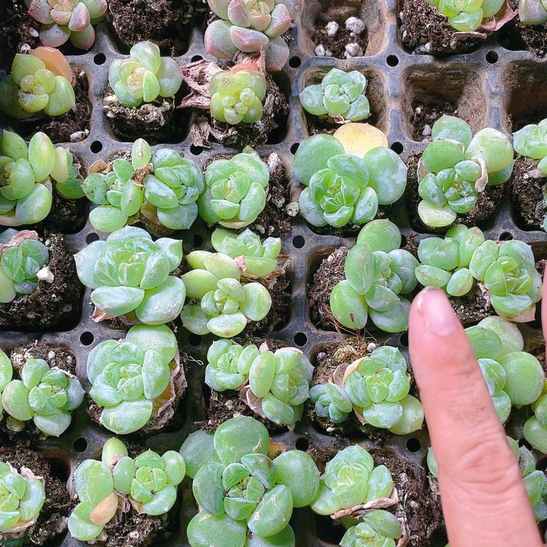 琉璃球盆满25包邮,