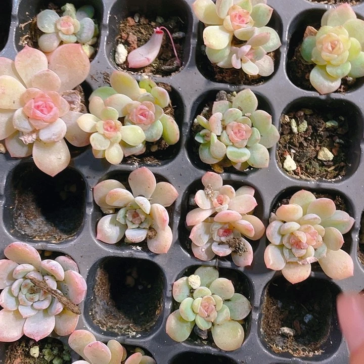 祥云穴满25包邮，