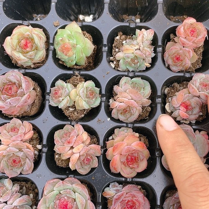 落花穴满25包邮，