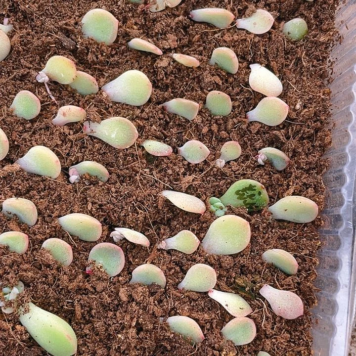 明眸小小苗一个满25包邮