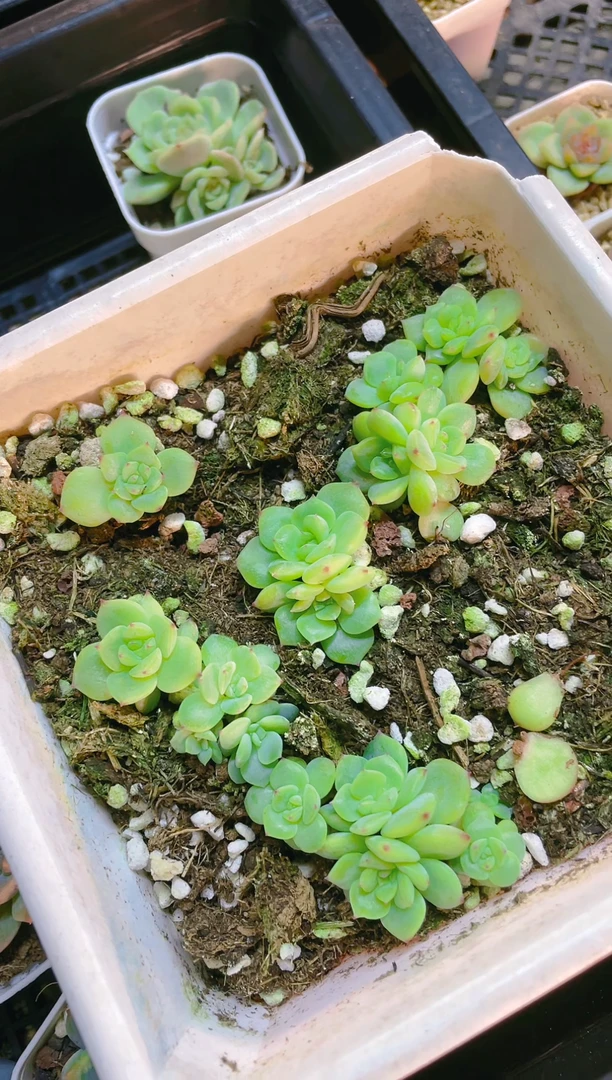 【闪购商品】寒绯穴