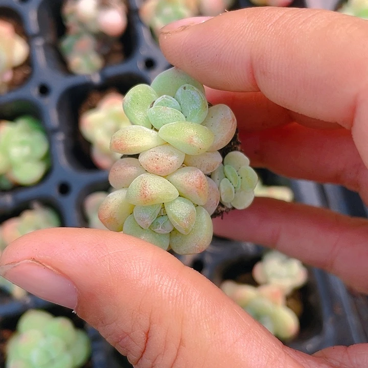 三头白体冰玉穴满25包邮，