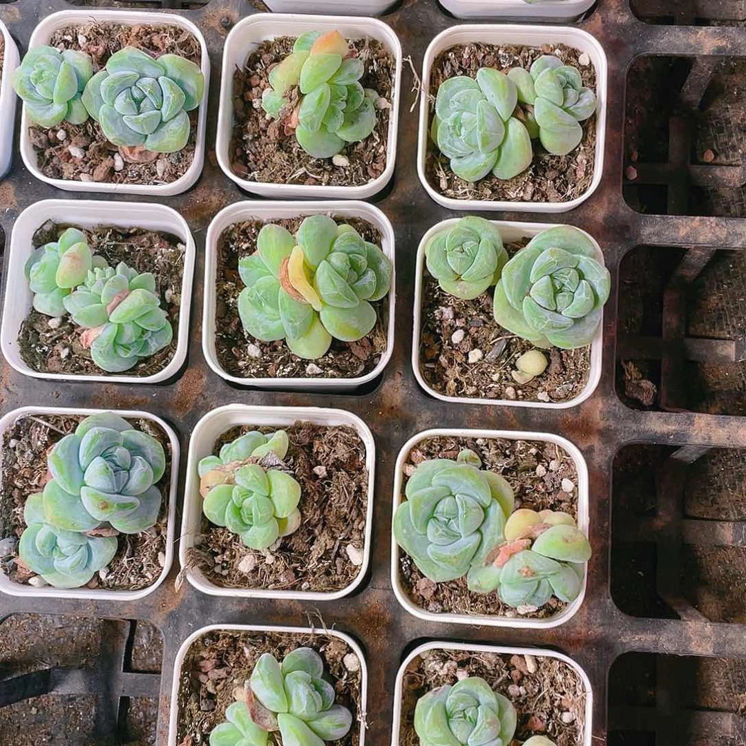 紫心冰玉盆满25包邮