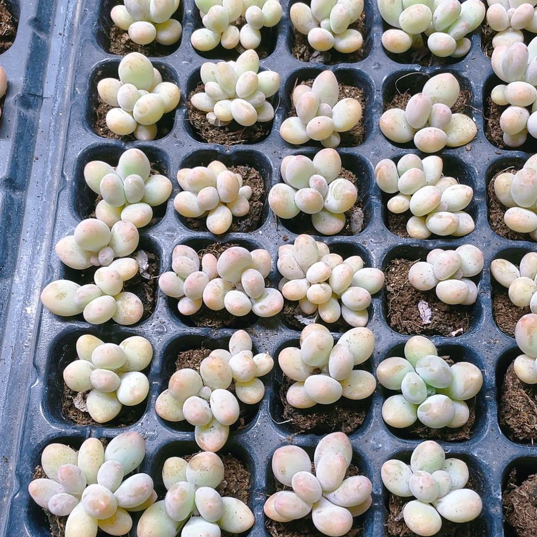 芭比奶穴满25包邮，