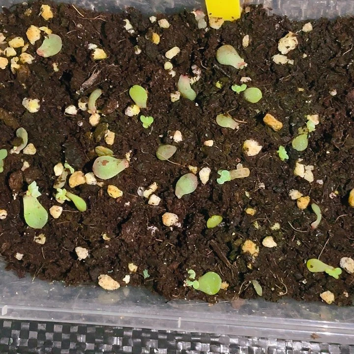 无尽灯小小穴满25包邮，