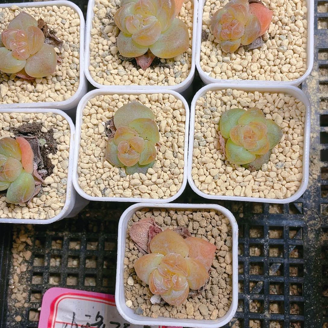 红琥珀穴满25包邮，