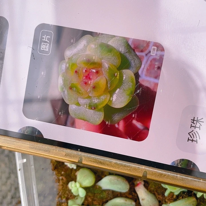 风花雪月珍珠 小小穴一个满25包邮，