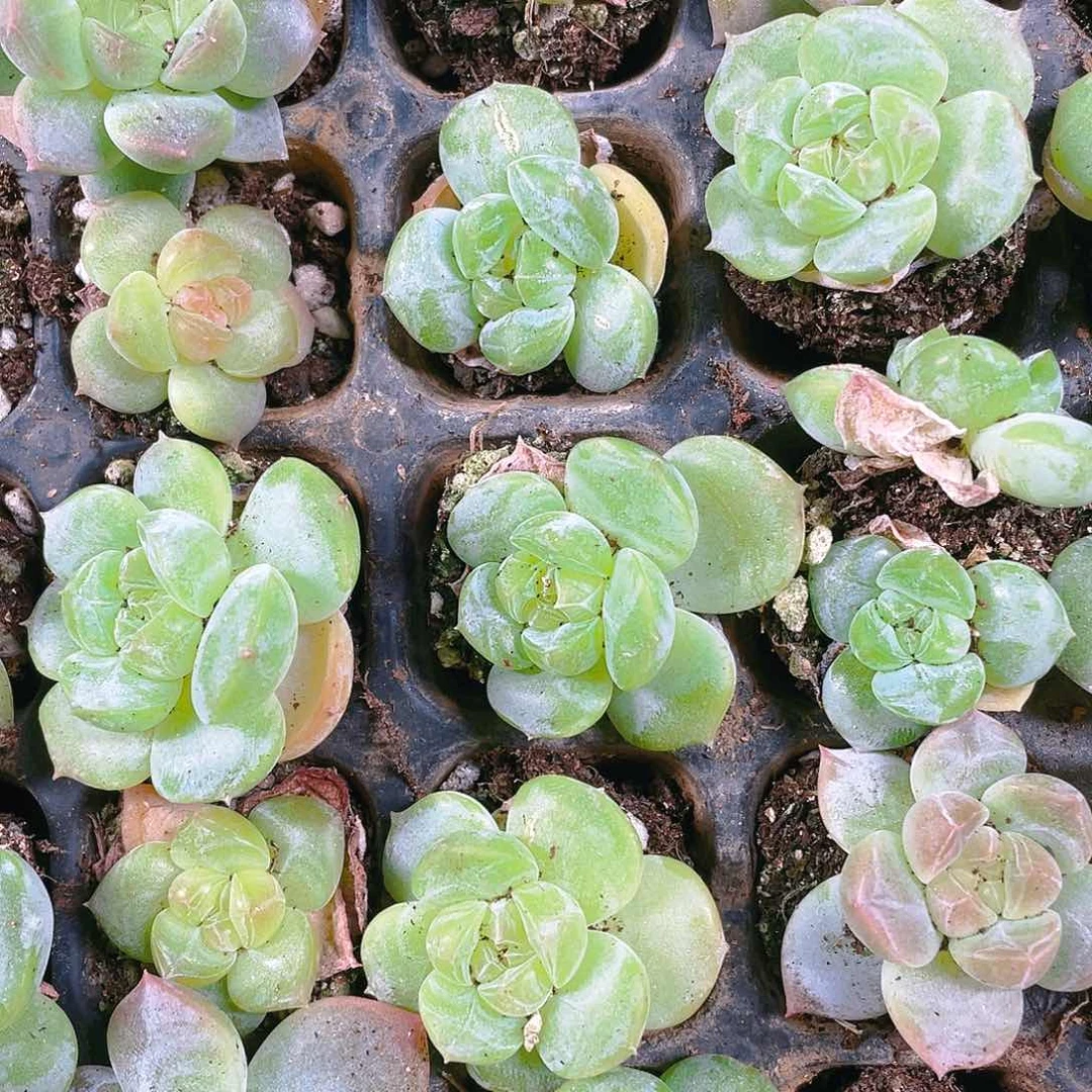 琉璃球盆满25包邮