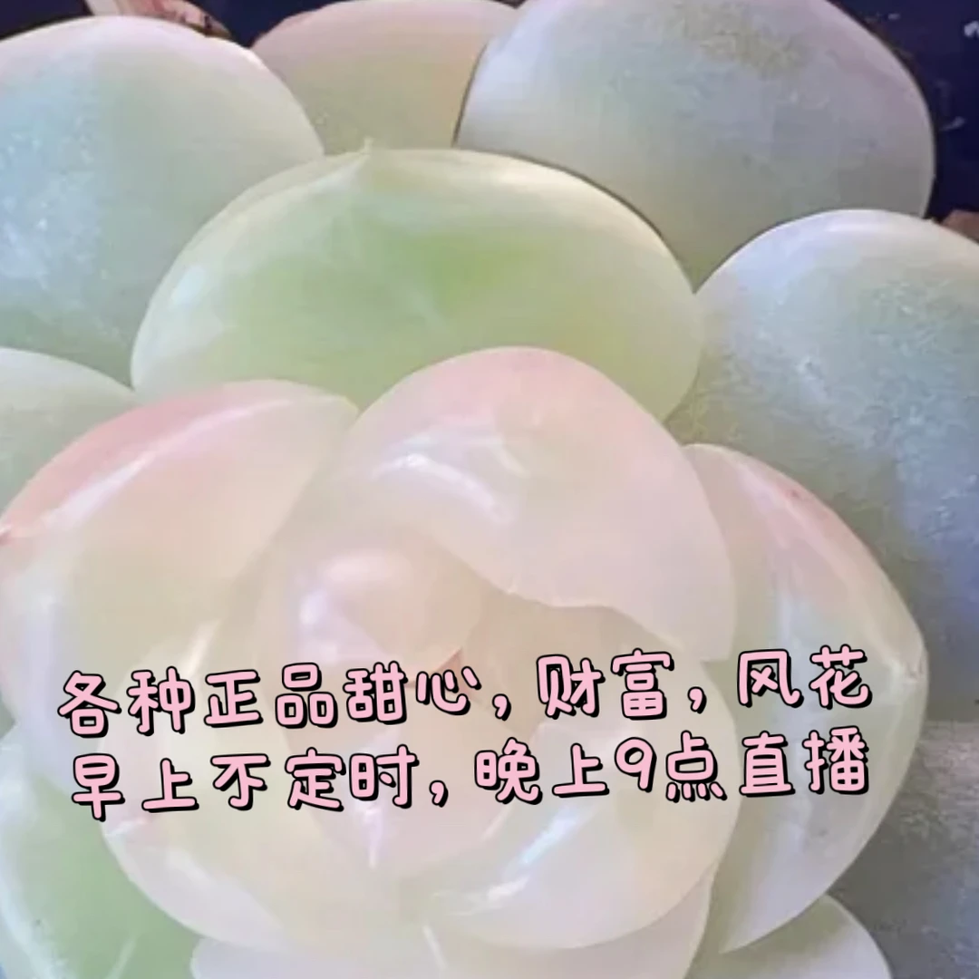 正品荔枝多肉小小苗（冠幅以直播间为准）满25包邮发货