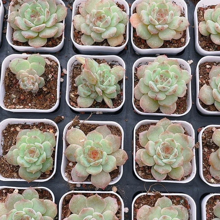 优冰魄盆满25包邮，