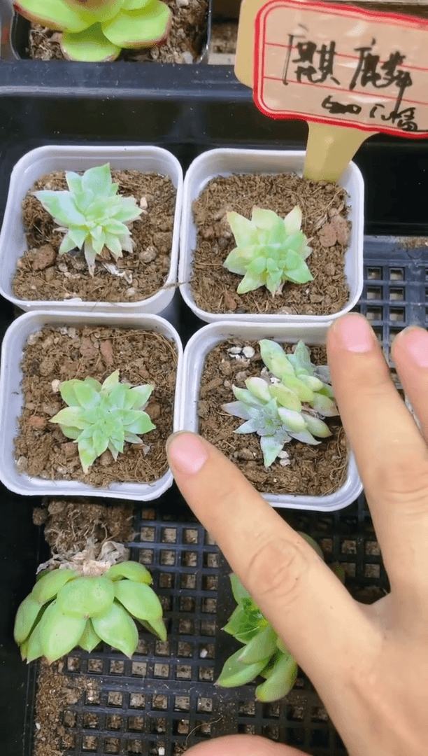 【闪购商品】麒麟 5.5盆