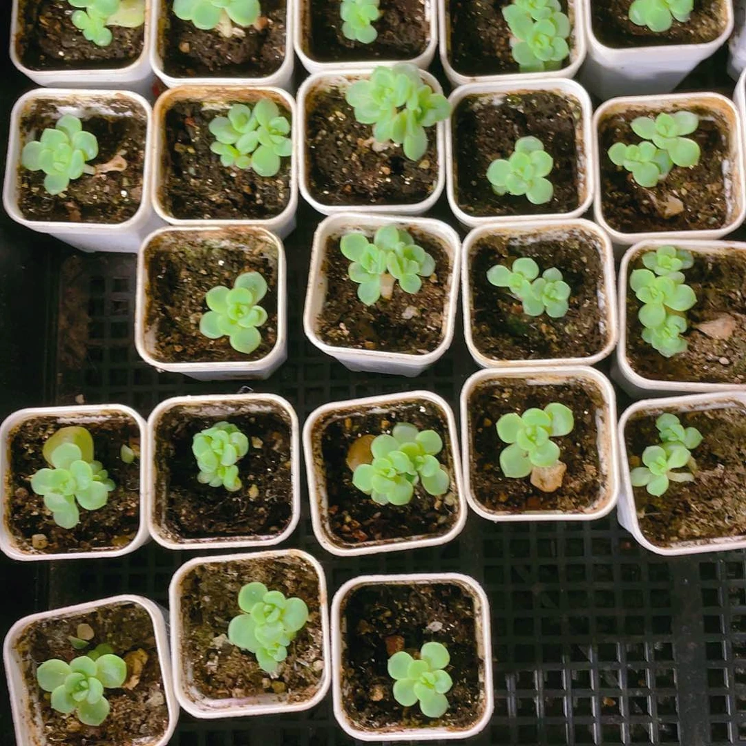 秃子甜心盆满25包邮，