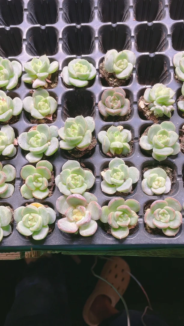 【闪购商品】钻石珍妮1号穴