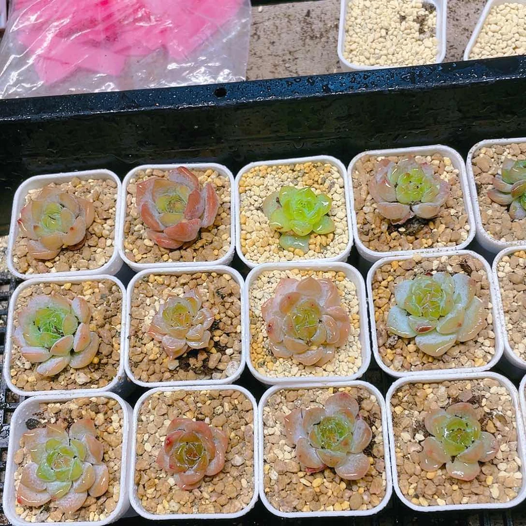 夕雾盆满25包邮，