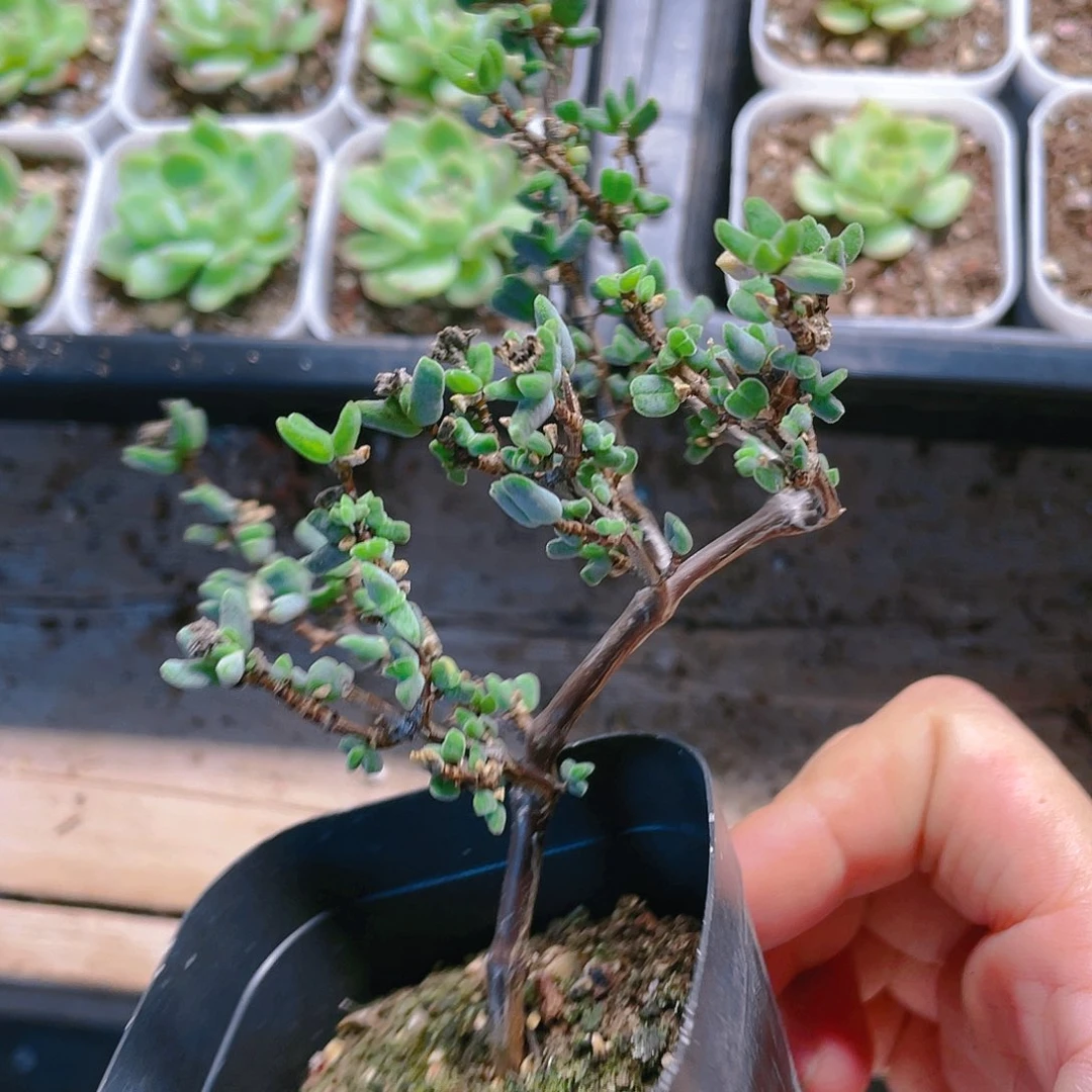虾钳盆满25包邮，