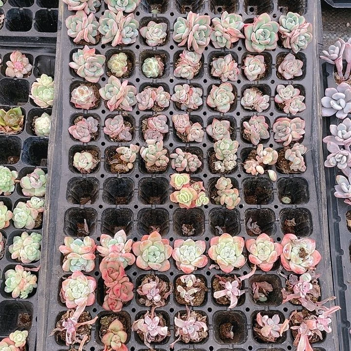 泡芙一堆满25包邮