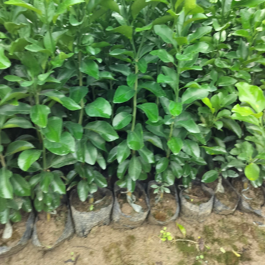 庭院阳台栽种绿植盆栽花苗