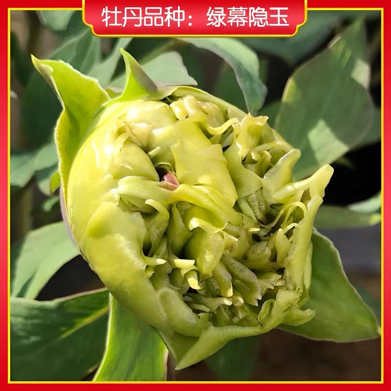 【绿幕隐玉】进口品种绿色系千层重瓣牡丹花苗庭院地栽盆栽植物花卉
