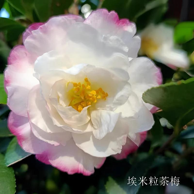 【埃米粒】茶梅也叫小叶朝仓红白复色别墅盆栽花卉盆景绿植稀有品种