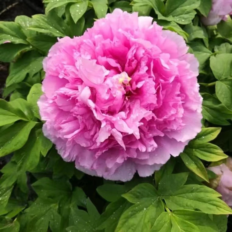 牡丹花树苗正宗大苗带花苞牡丹花种缠枝重瓣花卉牡丹花树苗