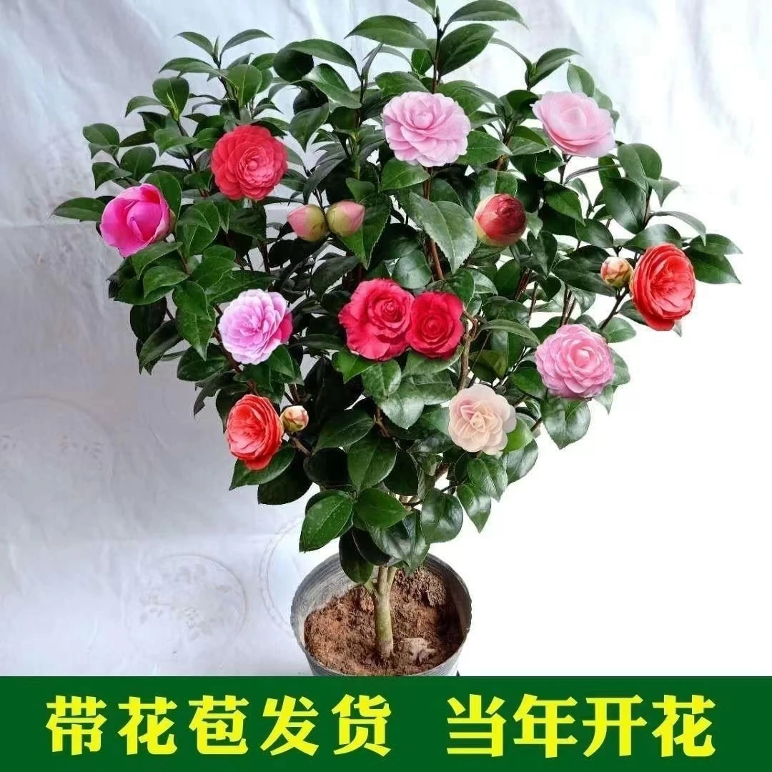 五色赤丹茶花盆栽树苗植物室内好养易活耐寒耐热花卉室外庭院带花