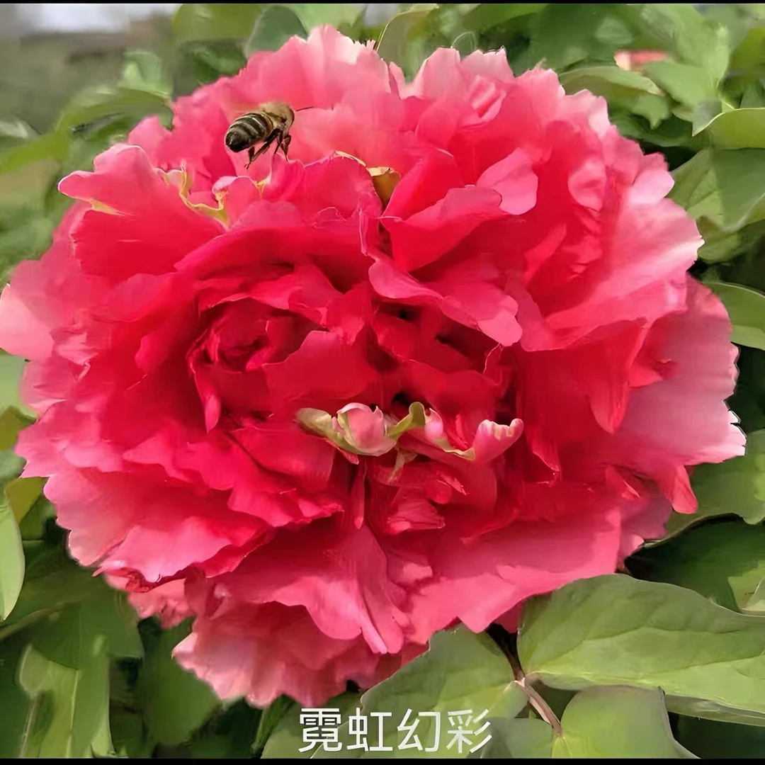 【霓虹幻彩】牡丹花苗树苗盆栽室内外庭院绿植正宗观赏重瓣牡丹带芽