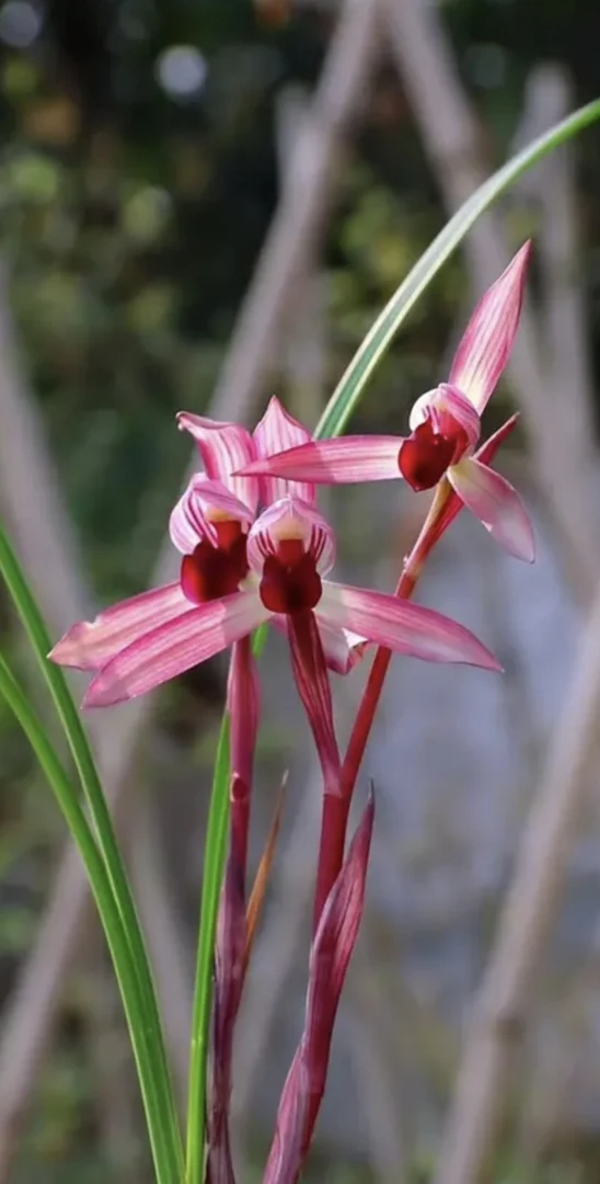 惠兰艺草 一物一拍